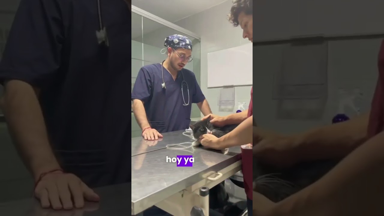 Emergencia veterinaria 