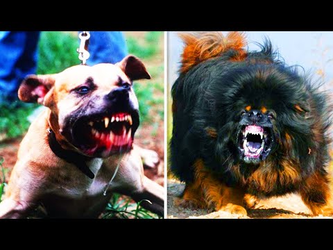Video: Er Chow Chows Good Guard Dogs?