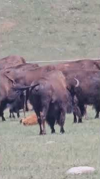 Bison herd, Custer State Park #roadtrip #outdoors #outwest