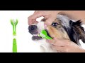 Como cepillar los dientes de tu perro