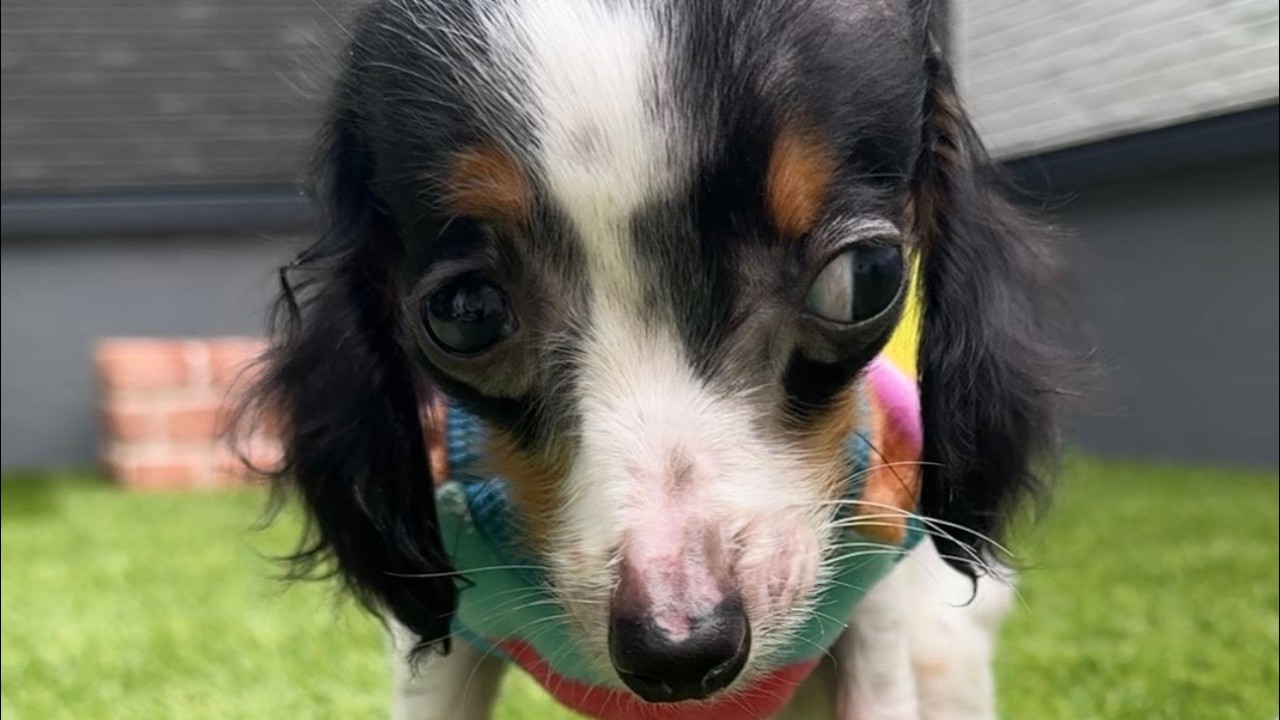 世界一頑張り屋で、世界一うるさくて、世界一愛おしい存在。