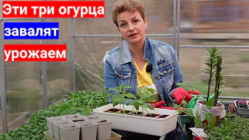 Хотите много огурцов -выращивайте с нами. 5 простых правил как посадить огурцы
