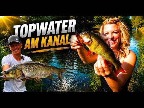 Topwater action! Fishing for Asp and Perch with poppers & stickbaits!