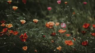 𝐏𝐥𝐚𝐲𝐥𝐢𝐬𝐭 l 화양연화