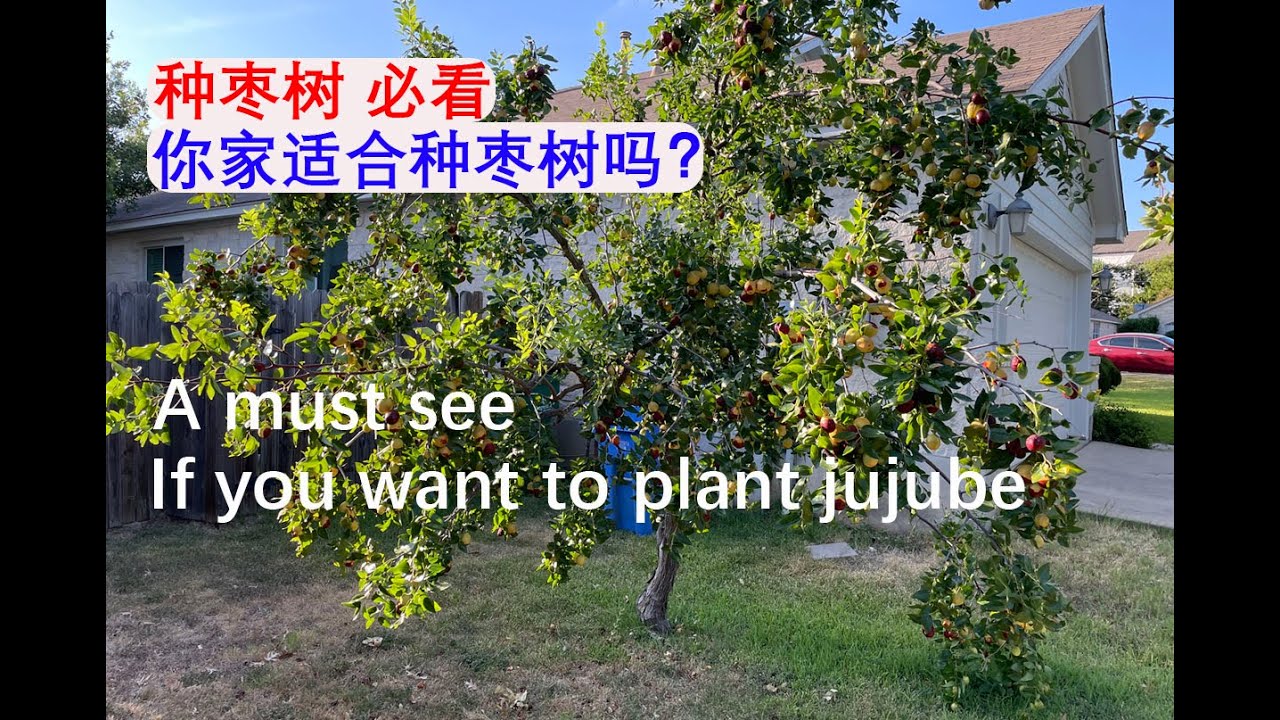 [Eng Sub] 想种枣树？必看！枣树的故事2：这棵枣树和她命运多舛的孩子们(种枣树的必要条件) A must-see if you want to plant jujube (20230808)