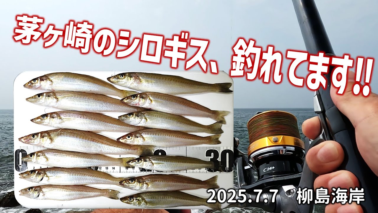 茅ヶ崎のシロギス、釣れてます‼ 柳島海岸20250707