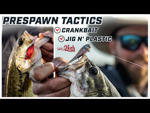 Prespawn Bass Damiki Rig and Cranking 1-2 Punch 