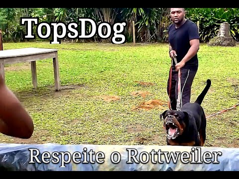 Vídeo: Raça De Gos Rottweiler Hipoalergènic, De Salut I De Vida