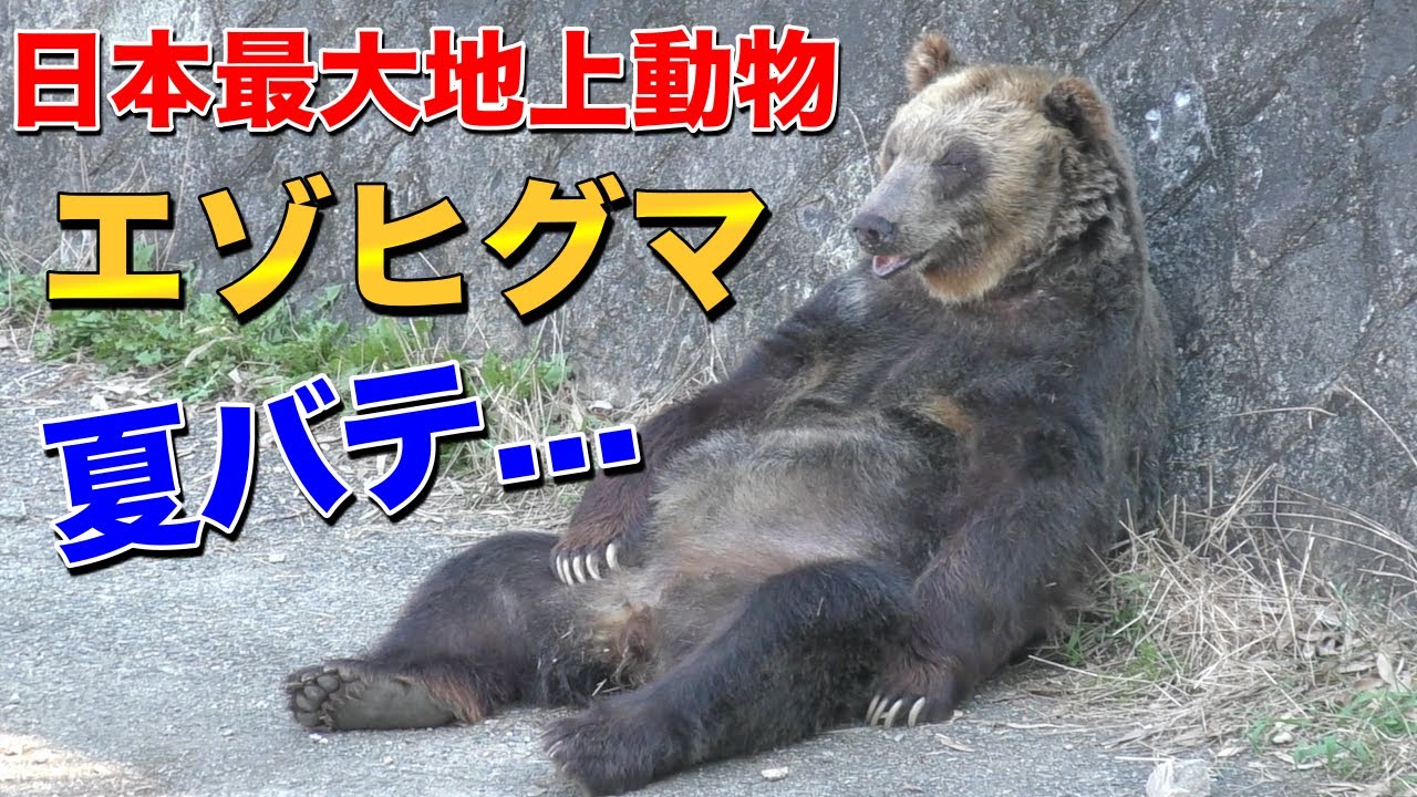ヒグマ】夏の暑さには敵わない日本最大の地上動物「エゾヒグマ」 - YouTube