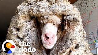 Sheep Covered In 80 Pounds Of Wool Makes Most Amazing Transformation | The Dodo Faith = Restored