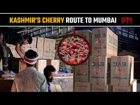 Kashmir cherries reach Mumbai via train; orchardists welcome faster link