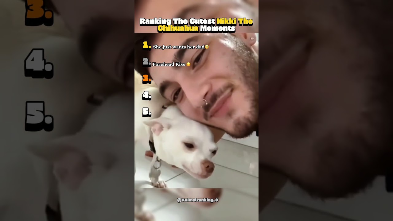 Niki The Chihuahua Being Cute #ranking #cute #chihuahua #dog #niki