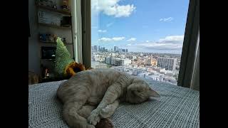 Cat sleeps by window