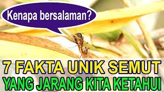 7 Fakta Unik Semut yang Jarang Kita Ketahui
