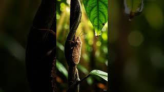 Beautiful close-up of a specie in the rainforest ||  #wildlifeentertainment #wildlifephotography