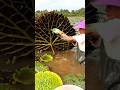 This ALIEN Plant Hides a Secret Superfood! 👽🤯
