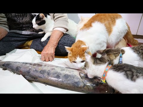 生鮭の捌きを見守る猫たち　2022　Raw salmon and cat　221215