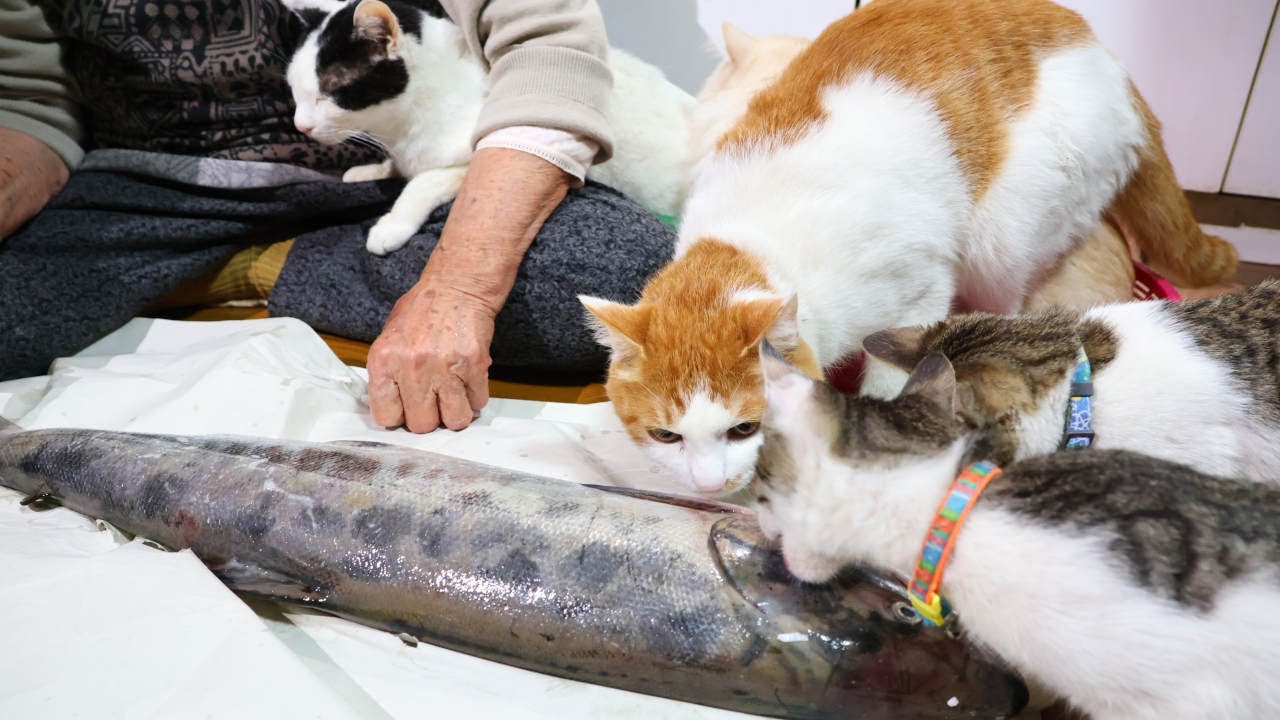 生鮭の捌きを見守る猫たち 2022 Raw salmon and cat 221215 - YouTube