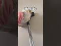 Luna vs The Vacuum (Round 57) #pomeranian #funnydog #dogshorts #petshorts #lunathepomeranian