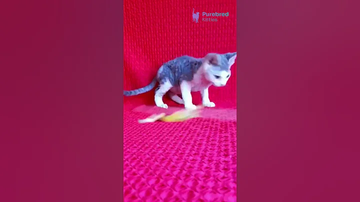 Video 11026501: white devon rex kitten, bicolor devon rex kitten, devon rex male kitten, devon rex blue, meet devon rex, devonrex, kitten white blue eyes, hypoallergenic, kitten living