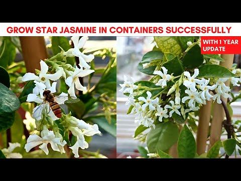 Grow Star Jasmine in Containers Successfully, With 1 Year Update | Fragrant Plant