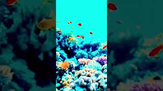 Manike Says Bachchala