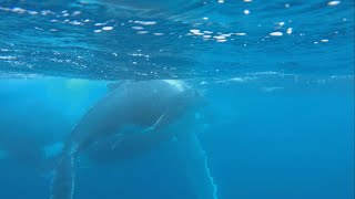 TAGATA PASIFIKA: Swimming with Vava’u Whales