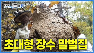 "꿀벌 독침 500배" 말벌 중 최강! 초대형 장수 말벌집을 제거하기!ㅣ성난 벌떼의 습격! 숨 막히는 말벌 퇴치 작전ㅣ말벌 퇴치ㅣ말벌 사냥꾼ㅣ극한직업ㅣ#골라듄다큐