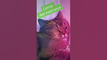 Hermes & Kumar go to white castle #britishshorthair #cat #catnip #cute #420