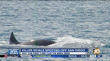 Killer whale spotted off San Diego coast