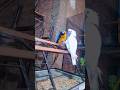 Big birds macaw and cockatoo: 🦜🦜 #shorts #viral