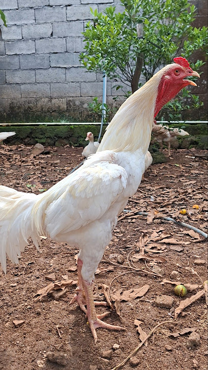 Ayam jantan berkokok merdu #ayam #ayamjantan #roostercrowing