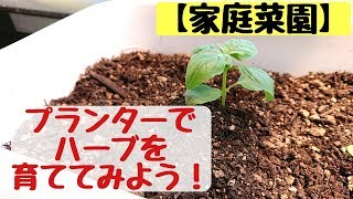 【家庭菜園】ハーブを植えてみよう！！～イタリアンパセリ・バジル編～