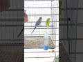 বাজরিগা পাখি🐦🐦 #birds #shortvideo #shortsfeed #shorts #পাখি #বাজরিগার #reels #tiktok #fpy