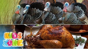 Meat and Poultry in English | Name of Meat in English | Meat Vocabulary for Kids | Types of Meats