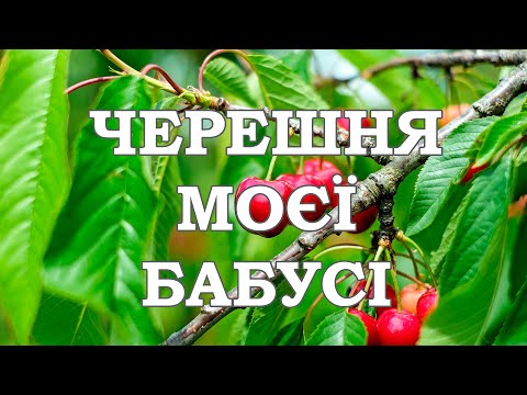 Черешня моєї бабусі