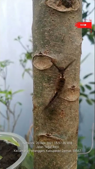 Uler Bulu