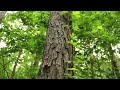 “Trophy Deer, Bass Lake, Creek… 200 Acres of Mississippi Paradise!”