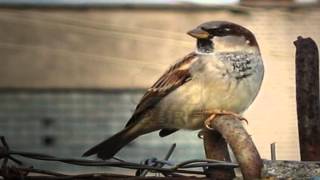 Video-Miniaturansicht von „Burung Pipit“