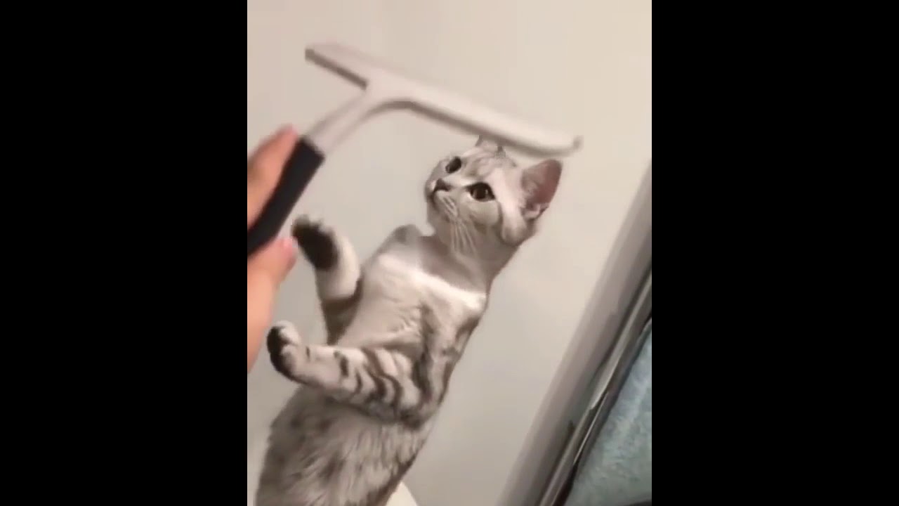 Cats will make you Cry / Funny Cats Compilation 