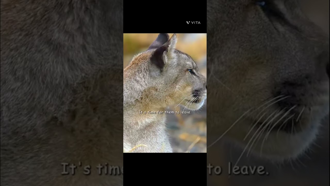 The first independent journey of a young puma