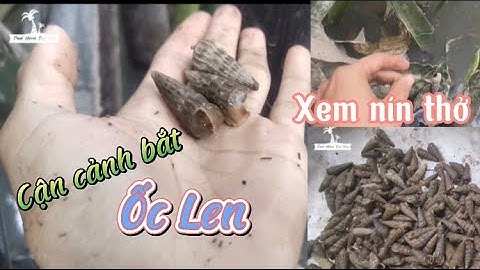 Cận Cảnh Bắt Ốc Len Miền Tây Độc Lạ | Ốc Len Xào Dừa - Tập 1