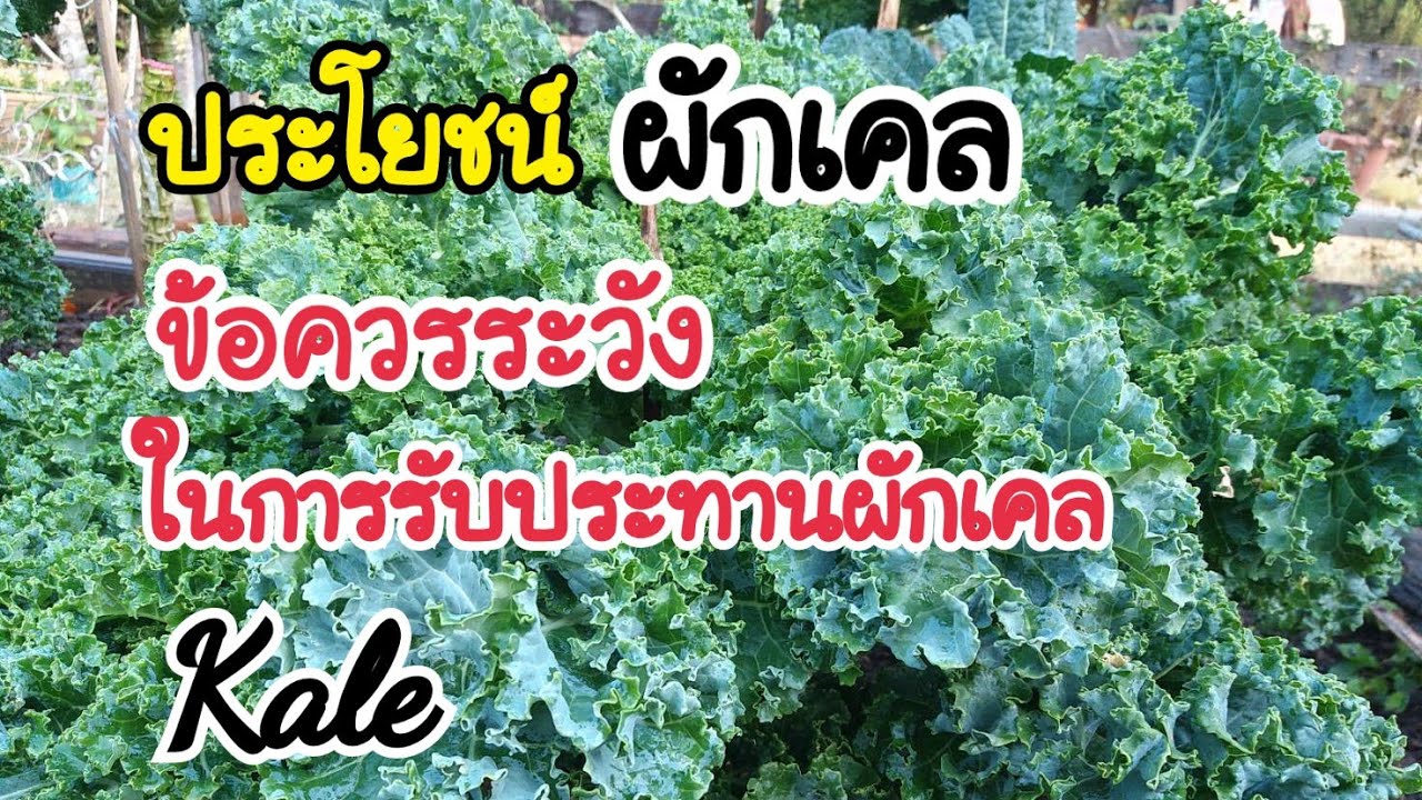 ประโยชน์และข้อควรระวังในการรับประทานผักเคล Kale - YouTube