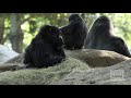 Western Lowland Gorilla Born at Zoo Atlanta