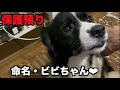 保護犬ボーダーコリー・命名ビビちゃん【3日目】
