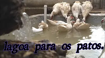 Como fazer um lago natural para patos?