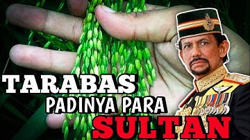 PADI JAPONICA TARABAS || PADINYA PARA SULTAN