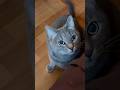Cute Cats Being Absolutely Adorable! | Funny Cat Video | Cat Cuteness Overload #catshorts #cats
