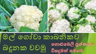 mal gowa wagawa කාබනික මල් ගෝවා වගාව grow cauliflower in sri lanka