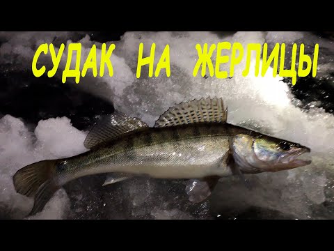 Video: Кышында балык уулоо боюнча кеңештер